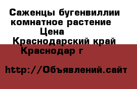 Саженцы бугенвиллии, комнатное растение. › Цена ­ 100 - Краснодарский край, Краснодар г.  »    